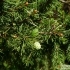 Picea abies Cupressina -- Zypressen-Fichte